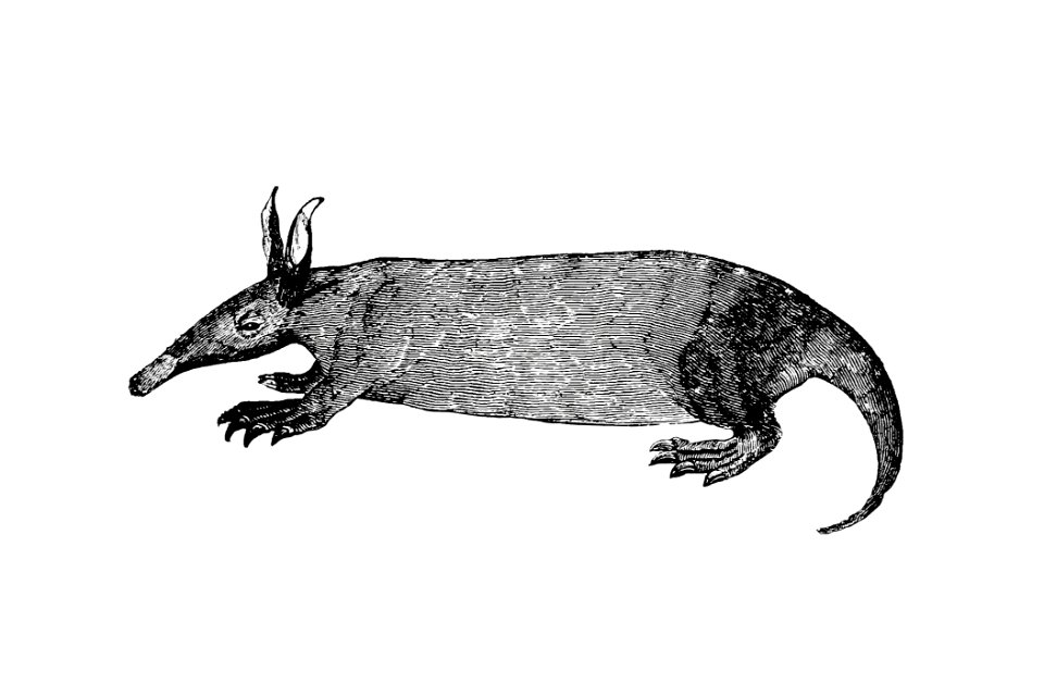 Anteater from Travels and Adventures in Southern Africa (1827) published by George Thompson.