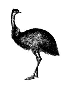 Cassowary from Adventures of a Gold-Digger (1856) published by John Sherer.. Free illustration for personal and commercial use.