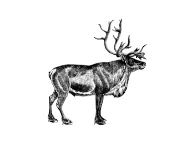 Wild European reindeer from A Summer in Norway ... Also, an Account of the Red-Deer, Reindeer and Elk (1875) published by John Dean Caton.
