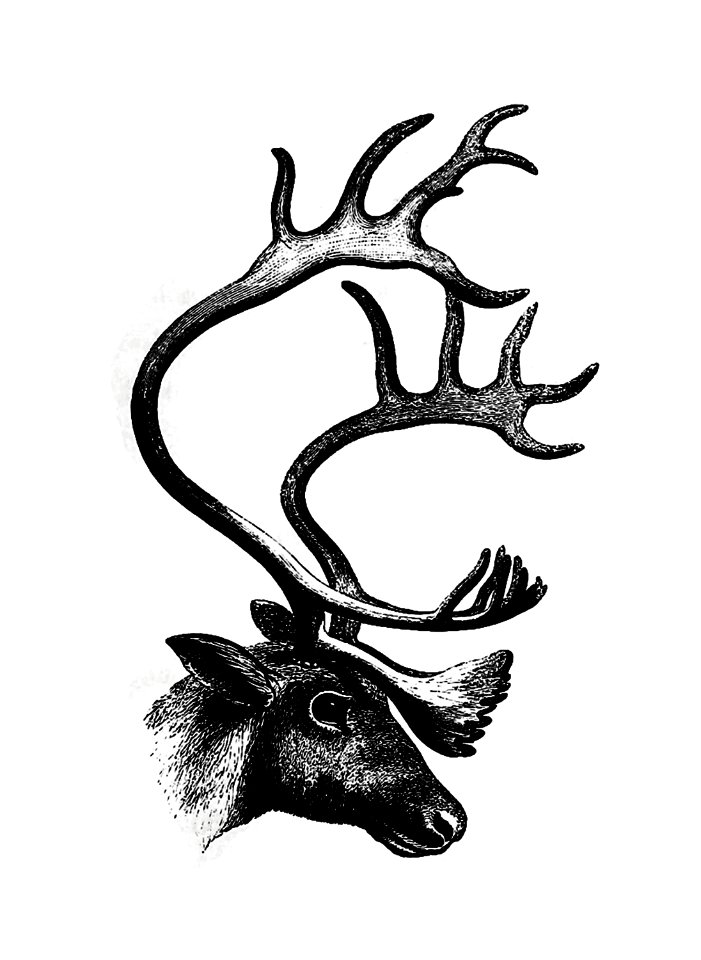 Deer from The Sportsman and Naturalist in Canada, or notes on the Natural History of the Game, Game Birds, and Fish of that Country (1866) published by William Ross King.. Free illustration for personal and commercial use.