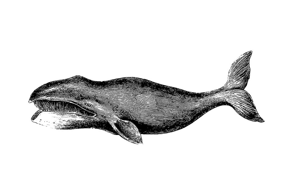 Whale from A Whaling Cruise to Baffin's Bay and the Gulf of Boothia (1874). And an Account of the Rescue of the Crew of the Polaris published by Sir Albert Hastings Markham.. Free illustration for personal and commercial use.