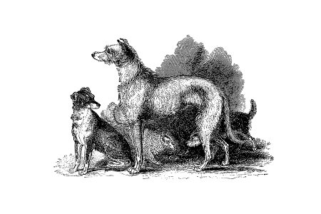 Scottish Deerhound from On the Domesticated Animals of the British Islands: Comprehending the Natural and Economical History of Species and Varieties; the Description of the Properties of External Form; and Observations on the Principles and Practice of Breeding (1845) published by David Low.. Free illustration for personal and commercial use.
