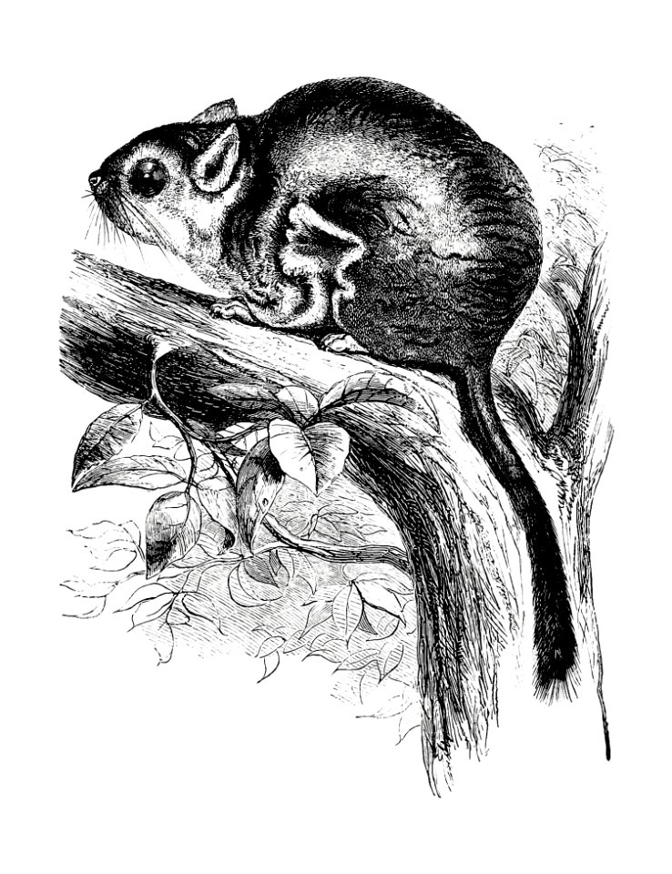 Lord Derby's scaly-tailed squirrel from Voyages et Aventures Dans l'Afrique équatoriale (1863) published by Paul Belloni Du Chaillu.