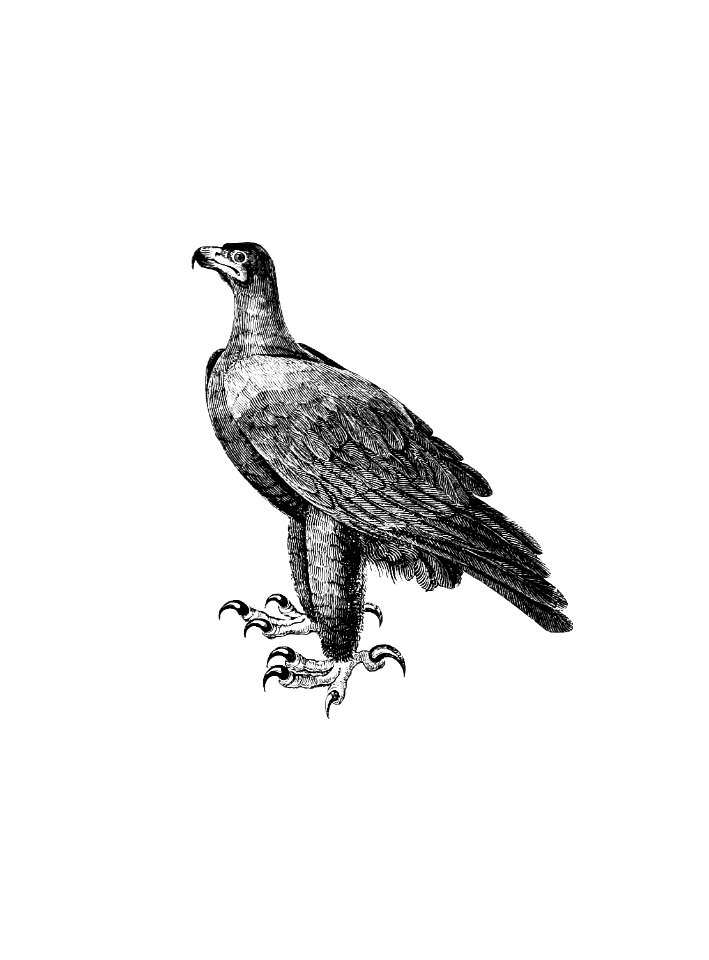 Black eagle from Travels and adventures in Southern Africa (1827) published by George Thompson.