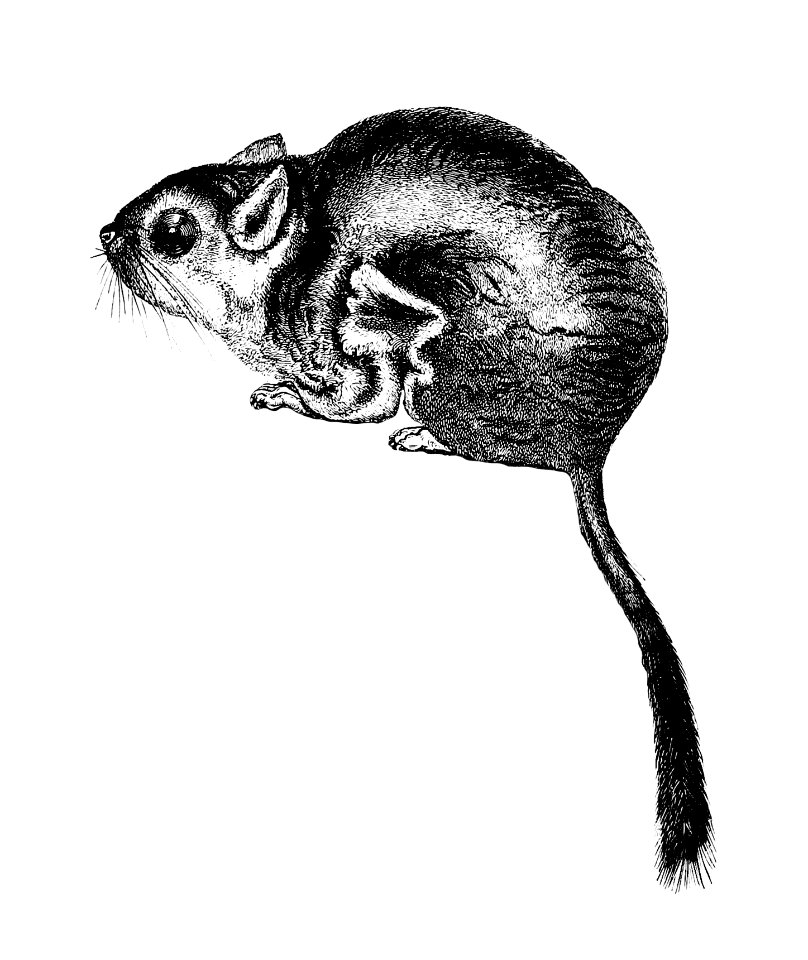 Lord Derby's scaly-tailed squirrel from Voyages et Aventures Dans l ...