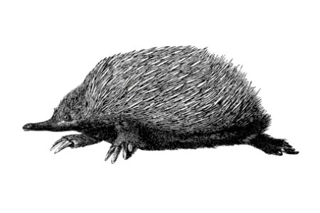 Anteater from Im australischen Busch und an den Küsten des Korallenmeeres. Reiseerlebnisse und Beobachtungen eines Naturforschers in Australien, Neu Guinea und den Molukken (1866) published by Richard Wolfgang Semon.