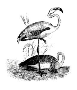 Flamingos from Voyages Dans les Deux Océans Atlantique et Pacifique (1844) published by Eugène Delessert.. Free illustration for personal and commercial use.