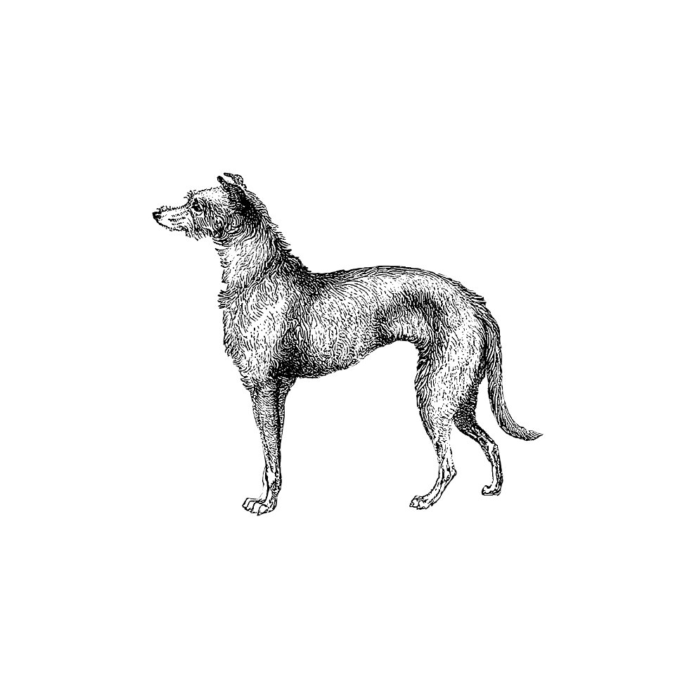Scottish Deerhound from On the Domesticated Animals of the British Islands: Comprehending the Natural and Economical History of Species and Varieties; the Description of the Properties of External Form; and Observations on the Principles and Practice of Breeding (1845) published by David Low.. Free illustration for personal and commercial use.