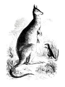 Kangaroo and kangaroo rat from Adventures of a Gold-Digger (1856) published by John Sherer.. Free illustration for personal and commercial use.
