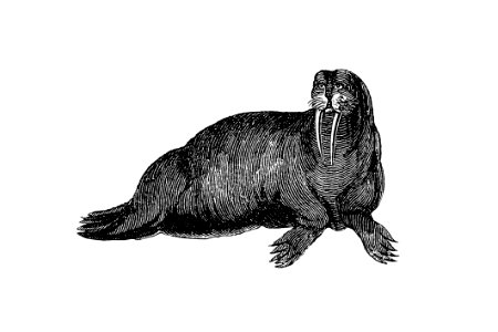 Walrus from Journal of a Voyage to Greenland (1821) published by George William Manby.. Free illustration for personal and commercial use.