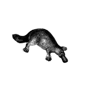 Duck-billed platypus from Adventures of a Gold-Digger (1856) published by John Sherer.. Free illustration for personal and commercial use.