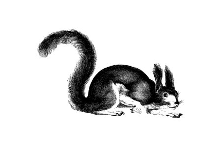 Abert's squirrel from Report of an Expedition Down the Zuni and Colorado Rivers (1853) published by Lorenzo Sitgreaves.. Free illustration for personal and commercial use.