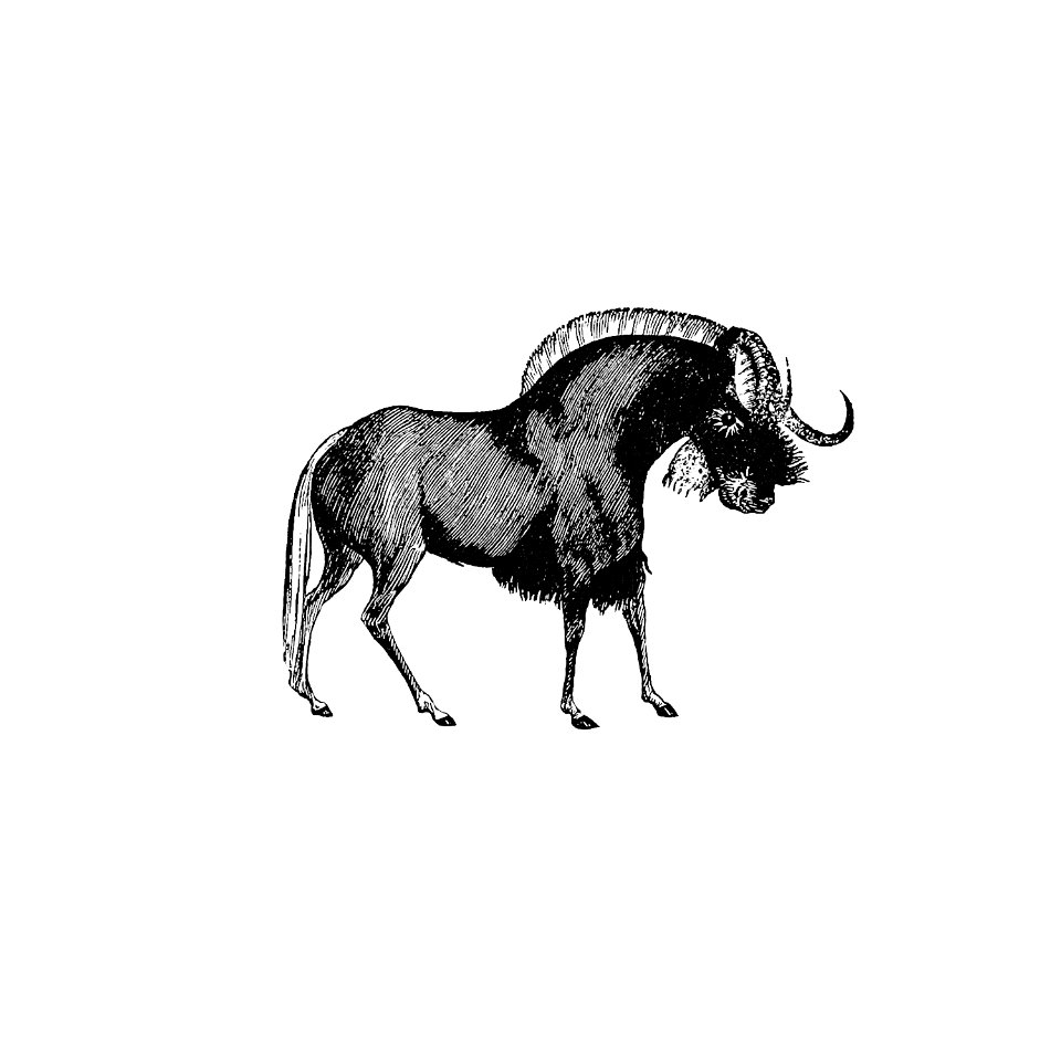 Wildebeest from 'Adventures in the far interior of South Africa; including a journey to Lake Ngami, and rambles in Honduras. To which is appended a short treatise on the best mode of skinning and preserving Birds, Animals (1866) published by J Leyland.