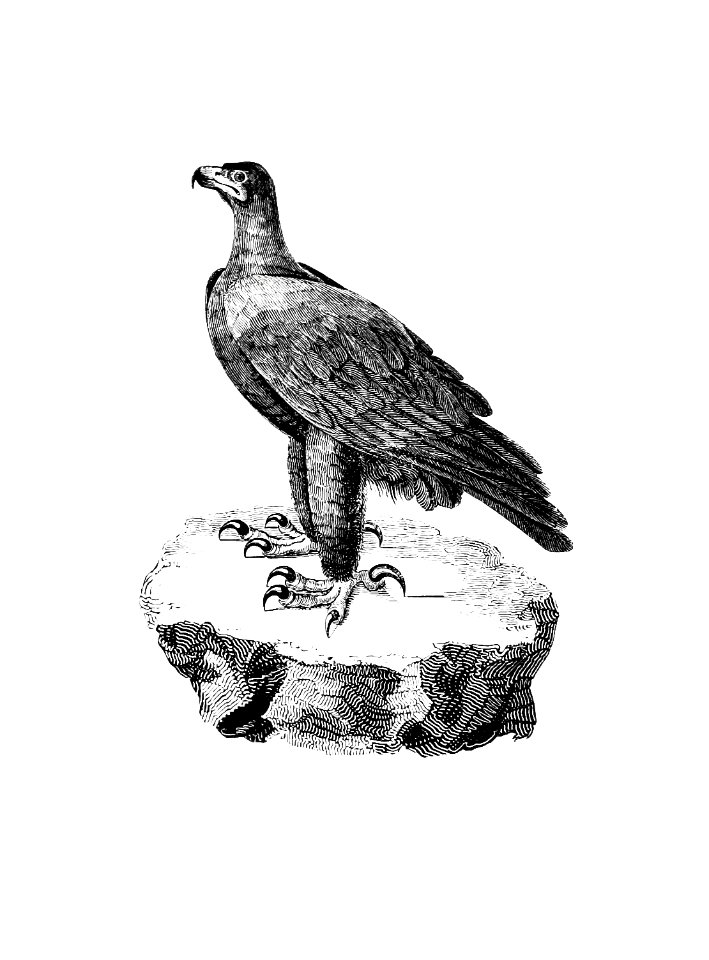 Black eagle from Travels and adventures in Southern Africa (1827) published by George Thompson.