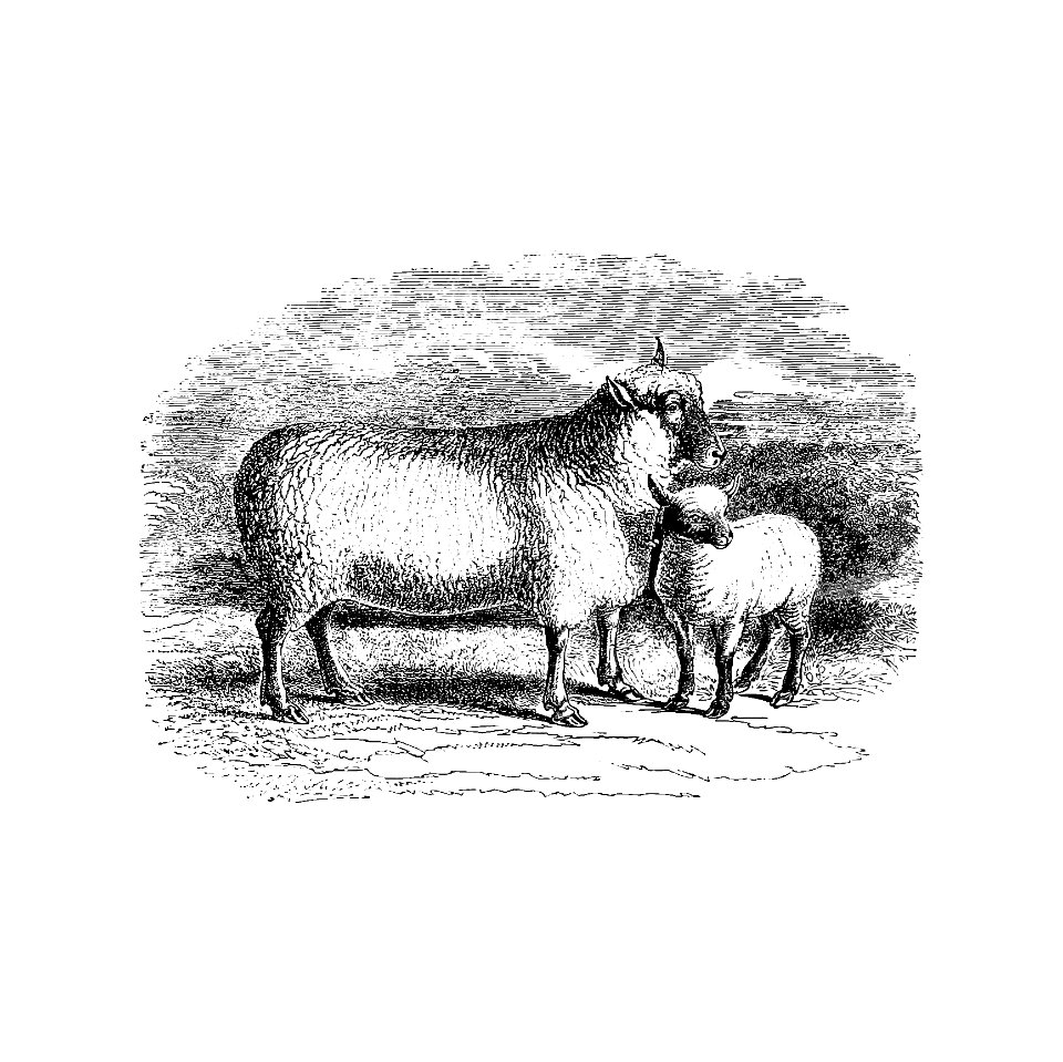 Sheep from On the Domesticated Animals of the British Islands: Comprehending the Natural and Economical History of Species and Varieties; the Description of the Properties of External Form; and Observations on the Principles and Practice of Breeding(1845) published by David Low.. Free illustration for personal and commercial use.