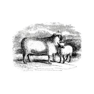 Sheep from On the Domesticated Animals of the British Islands: Comprehending the Natural and Economical History of Species and Varieties; the Description of the Properties of External Form; and Observations on the Principles and Practice of Breeding(1845) published by David Low.. Free illustration for personal and commercial use.