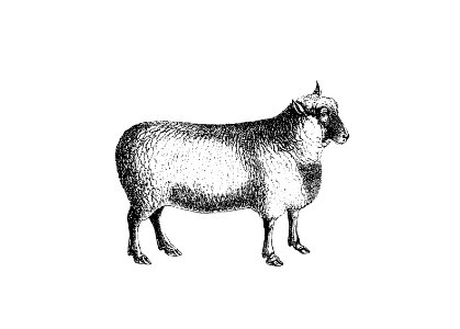 Sheep from On the Domesticated Animals of the British Islands: Comprehending the Natural and Economical History of Species and Varieties; the Description of the Properties of External Form; and Observations on the Principles and Practice of Breeding(1845) published by David Low.