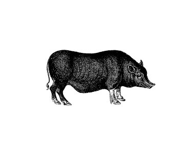 Pig from On the Domesticated Animals of the British Islands: Comprehending the Natural and Economical History of Species and Varieties; the Description of the Properties of External Form; and Observations on the Principles and Practice of Breeding (1845) published by David Low.. Free illustration for personal and commercial use.