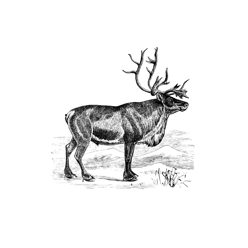 Wild European reindeer from A Summer in Norway ... Also, an Account of the Red-Deer, Reindeer and Elk (1875) published by John Dean Caton.. Free illustration for personal and commercial use.