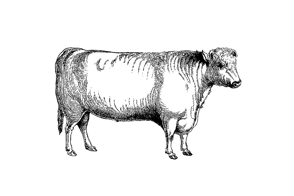 Shorthorn bull from On the Domesticated Animals of the British Islands: Comprehending the Natural and Economical History of Species and Varieties; the Description of the Properties of External Form; and Observations on the Principles and Practice of Breeding (1845) published by David Low.. Free illustration for personal and commercial use.