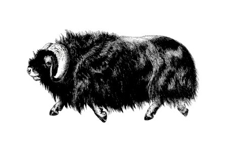 Muskox from Amerika. Eine allgemeine Landeskunde (1894) published by Wilhelm Sievers.. Free illustration for personal and commercial use.