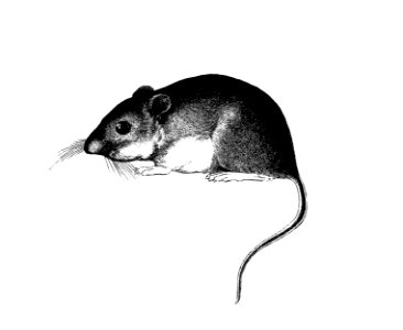 Mouse from Report of an Expedition Down the Zuni and Colorado Rivers (1853) published by Lorenzo Sitgreaves.. Free illustration for personal and commercial use.
