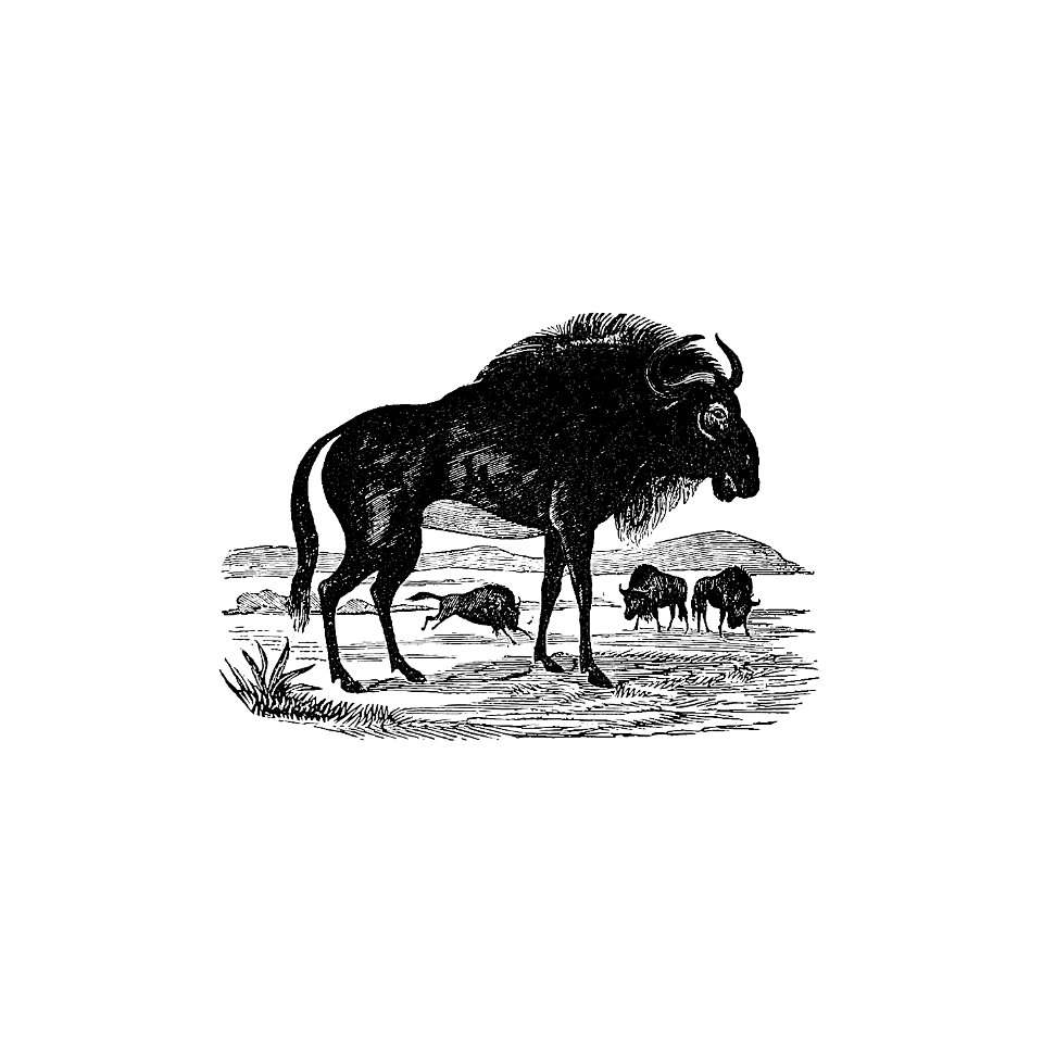 Wildebeest from 'Adventures in the far interior of South Africa; including a journey to Lake Ngami, and rambles in Honduras. To which is appended a short treatise on the best mode of skinning and preserving Birds, Animals (1866) published by J Leyland.