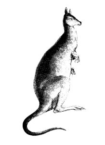 Kangaroo from Adventures of a Gold-Digger (1856) published by John Sherer.. Free illustration for personal and commercial use.