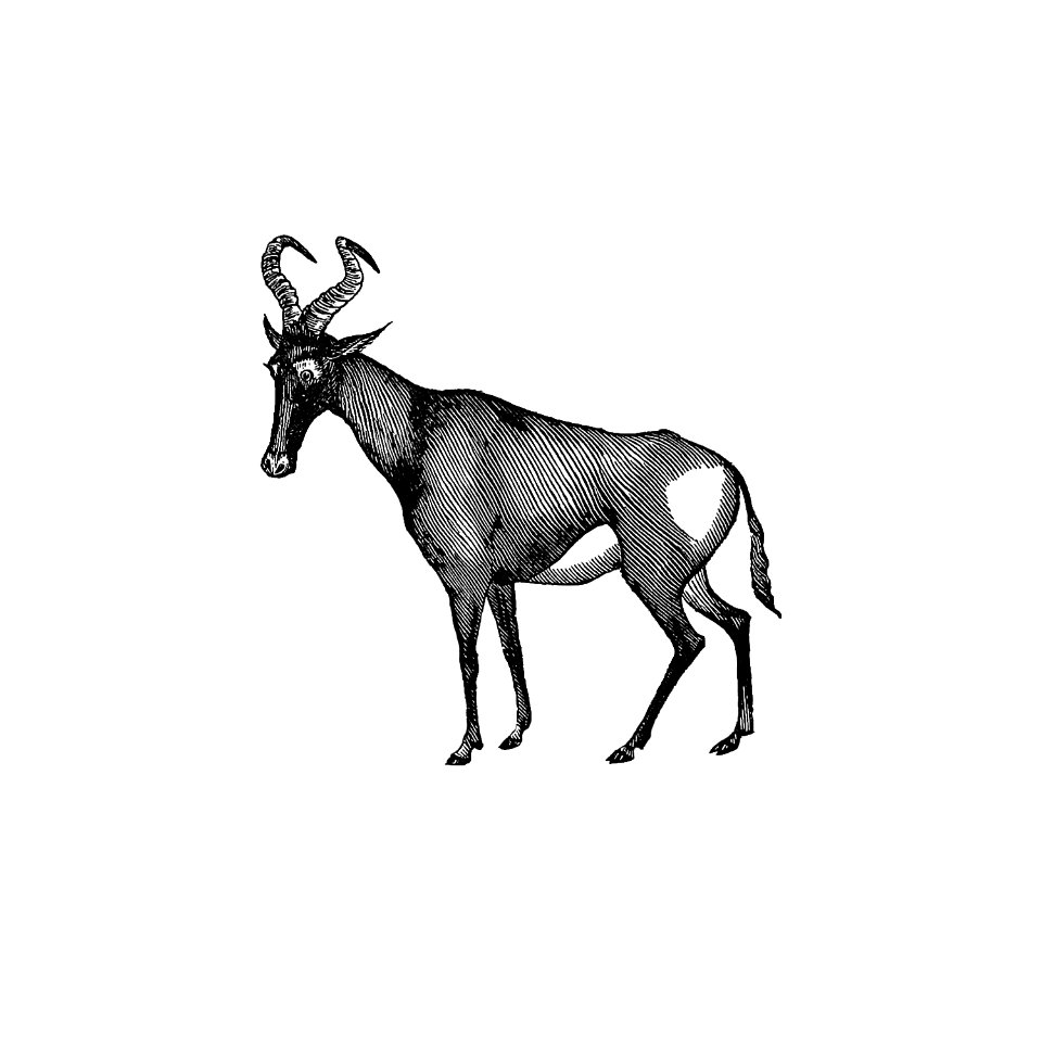 Hartebeest from Adventures in the far interior of South Africa; including a journey to Lake Ngami, and rambles in Honduras. To which is appended a short treatise on the best mode of skinning and preserving Birds, Animals (1866) published by J Leyland.