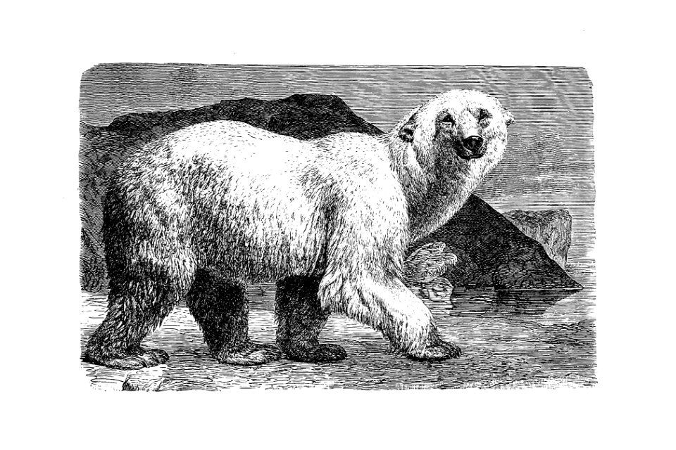White bear from Amerika. Eine allgemeine Landeskunde (1894) published by Wilhelm Sievers.