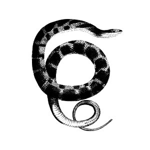 Plain-bellied water snake from Report of an Expedition Down the Zuni and Colorado Rivers (1853) published by Lorenzo Sitgreaves.