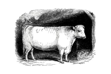 Shorthorn bull from On the Domesticated Animals of the British Islands: Comprehending the Natural and Economical History of Species and Varieties; the Description of the Properties of External Form; and Observations on the Principles and Practice of Breeding (1845) published by David Low.. Free illustration for personal and commercial use.