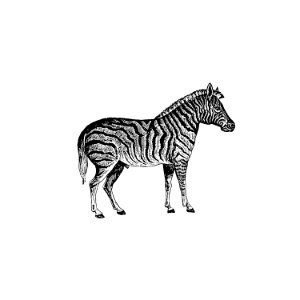 Zebra from Adventures in the Far Interior of South Africa; Including a Journey to Lake Ngami, and Ramblesin Honduras. to Which Is Appended a Short Treatise on the Best Mode of Skinning and Preserving Birds, Animals (1866) published by J Leyland.. Free illustration for personal and commercial use.
