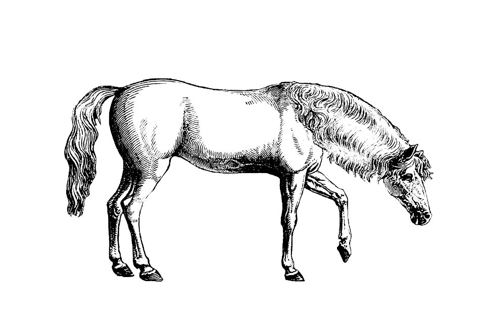 Arabian horse from On the Domesticated Animals of the British Islands: Comprehending the Natural and Economical History of Species and Varieties; the Description of the Properties of External Form; and Observations on the Principles and Practice of Breeding (1845) published by David Low.. Free illustration for personal and commercial use.