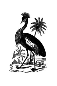 Crowned crane from Adventures in the far interior of South Africa; including a journey to Lake Ngami, and rambles in Honduras. To which is appended a short treatise on the best mode of skinning and preserving Birds, Animals (1866) published by J Leyland.. Free illustration for personal and commercial use.