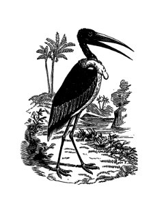 Greater adjutant from Adventures in the far interior of South Africa; including a journey to Lake Ngami, and rambles in Honduras. To which is appended a short treatise on the best mode of skinning and preserving Birds, Animals (1866) published by J Leyland.. Free illustration for personal and commercial use.