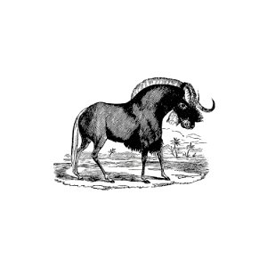 Wildebeest from 'Adventures in the far interior of South Africa; including a journey to Lake Ngami, and rambles in Honduras. To which is appended a short treatise on the best mode of skinning and preserving Birds, Animals (1866) published by J Leyland.