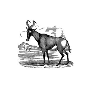 Hartebeest from Adventures in the far interior of South Africa; including a journey to Lake Ngami, and rambles in Honduras. To which is appended a short treatise on the best mode of skinning and preserving Birds, Animals (1866) published by J Leyland.. Free illustration for personal and commercial use.