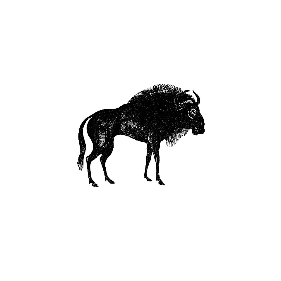 Wildebeest from 'Adventures in the far interior of South Africa; including a journey to Lake Ngami, and rambles in Honduras. To which is appended a short treatise on the best mode of skinning and preserving Birds, Animals (1866) published by J Leyland.