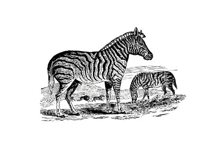 Zebra from Adventures in the Far Interior of South Africa; Including a Journey to Lake Ngami, and Ramblesin Honduras. to Which Is Appended a Short Treatise on the Best Mode of Skinning and Preserving Birds, Animals (1866) published by J Leyland.