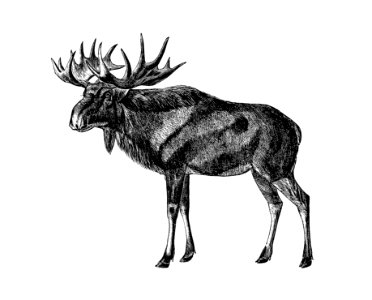 Scandinavian elk from 'A Summer in Norway ... Also, an Account of the Red-Deer, Reindeer and Elk (1875) published by John Dean Caton.. Free illustration for personal and commercial use.