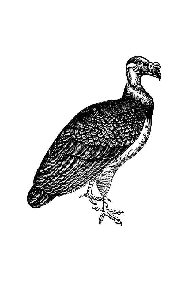 King vulture from Adventures in the far interior of South Africa; including a journey to Lake Ngami, and rambles in Honduras. To which is appended a short treatise on the best mode of skinning and preserving Birds, Animals (1866) published by J Leyland.