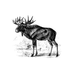 Scandinavian elk from 'A Summer in Norway ... Also, an Account of the Red-Deer, Reindeer and Elk (1875) published by John Dean Caton.. Free illustration for personal and commercial use.