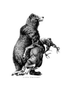 Grizzly bear from Amerika: Eine Allgemeine Landeskunde (1894) published by Wilhelm Sievers.