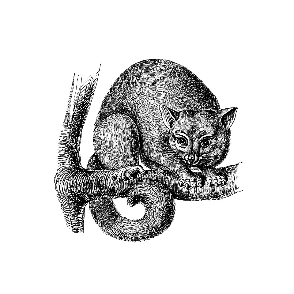 Opossum from Im australischen Busch und an den Küsten des Korallenmeeres. Reiseerlebnisse und Beobachtungen eines Naturforschers in Australien, Neu Guinea und den Molukken (1866) published by Richard Wolfgang Semon.