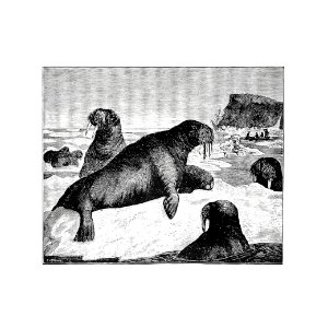Herd of walrus in an open ice-pack from Nimrod In The North, Or Hunting And Fishing Adventures In The Arctic Regions published by Cassell & Cohttps://www.rawpixel.com/search/Cassell%20%26%20Co?sort=curated&page=1. (1885).