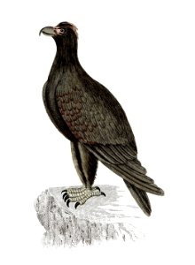 Mountain eagle from An Account of the English Colony in New South Wales (1804) published by David Collins.. Free illustration for personal and commercial use.