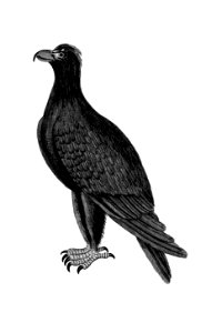 Mountain eagle from An Account of the English Colony in New South Wales (1804) published by David Collins.. Free illustration for personal and commercial use.