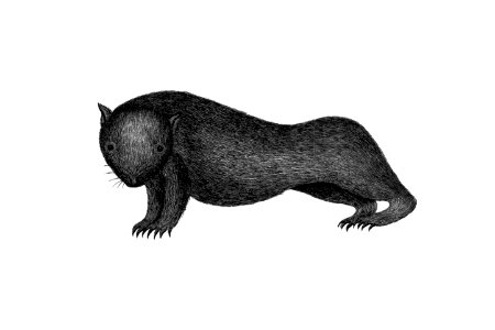 Wombat from An Account of the English Colony in New South Wales (1804) published by David Collins.. Free illustration for personal and commercial use.
