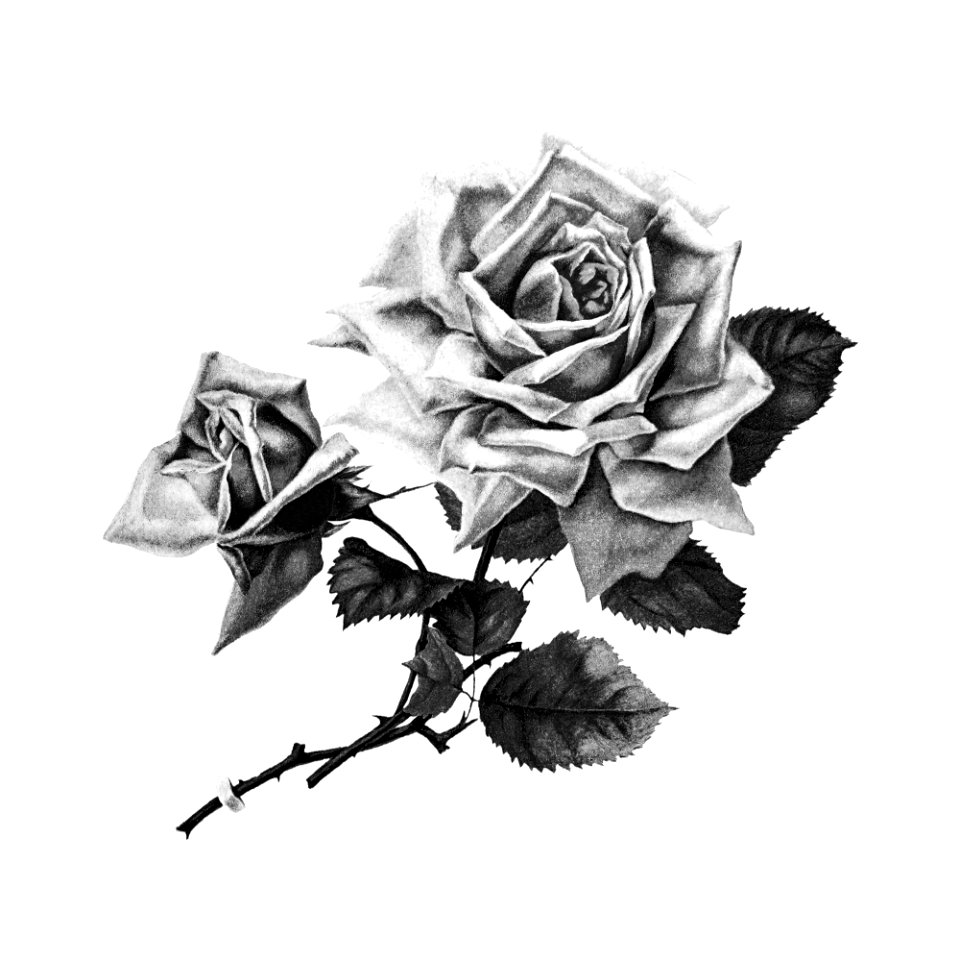 Rose from Songs of Love and Joy. Poems published by H.J Drane (1888).
